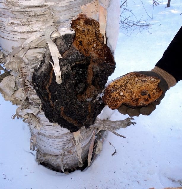 Chaga Collection in Forest